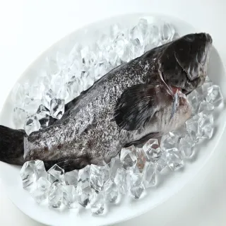 【華得水產】特大青斑石斑魚8尾(500-600g/尾)