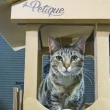 【Petique 百嬌客】寵物城堡(貓屋 貓抓板)