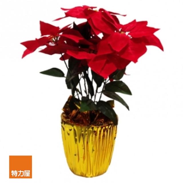 【特力屋】#2997吋聖誕紅盆花