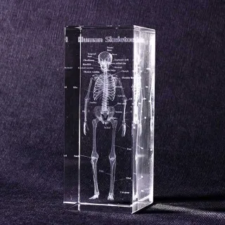 【Mr.sci 賽先生科學】透視人體骨骼水晶紙鎮