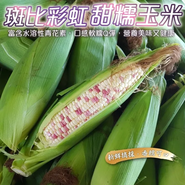 【WANG 蔬果】斑比彩虹甜糯玉米5斤x1箱(8支入/箱_農民直配)