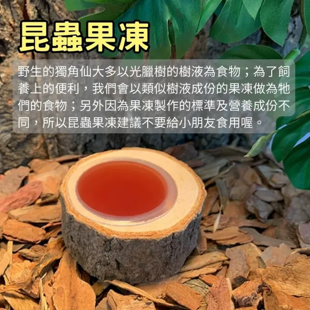 【Petvibe寵趣生活】甲蟲獨角仙飼養箱大全配30入果凍套組(甲蟲果凍/高蛋白果凍/寵物果凍/甲蟲/獨角仙)