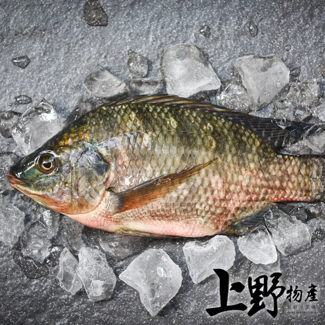 【上野物產】16隻 台灣產 養殖鯛魚