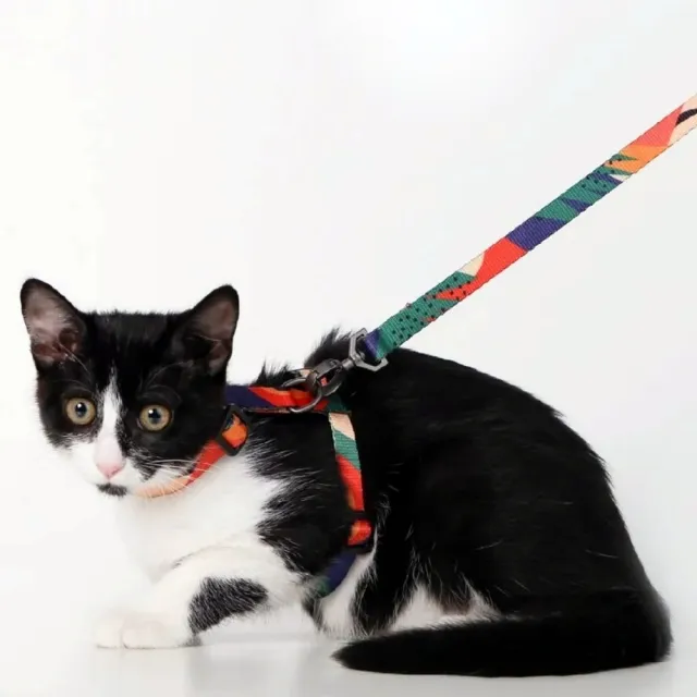 【pidan】貓用牽繩 - 組合款 多色可選(遛貓新風尚 我要自成一派)