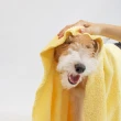 【URBANER 奧本】吸水速乾寵物沐浴毛巾CT-40(吸水毛巾/寵物毛巾/吸水巾)