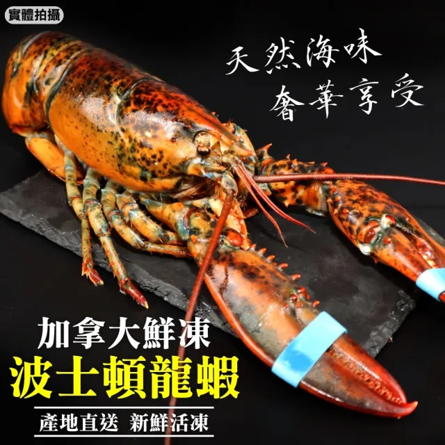 【三頓飯】活凍特大波士頓龍蝦(2隻_500-600g/隻)