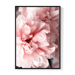 【菠蘿選畫所】花開富貴 • 牡丹II-42x60cm(花卉掛畫/北歐風/客廳掛畫/空間佈置/過年裝飾)