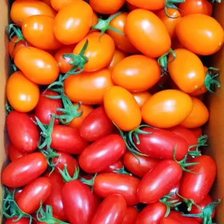 【WANG 蔬果】溫室玉女番茄VS橙蜜香小番茄5斤x1箱(共5斤/箱)