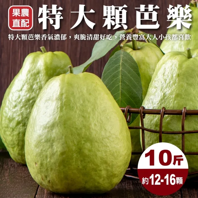 【WANG 蔬果】高雄燕巢特大顆芭樂(10斤/約12-16顆)