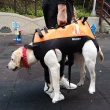 【AFAMIC 艾法】中大型犬高齡犬戶外助行寵物背包雙肩背帶多功能空降包/外出包(殘疾大狗 復健 輔助 後腳)