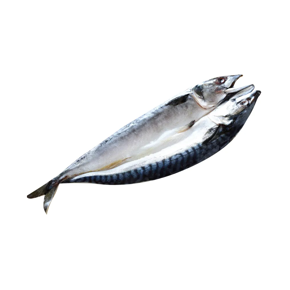 挪威巨無霸肥美熟成鯖魚