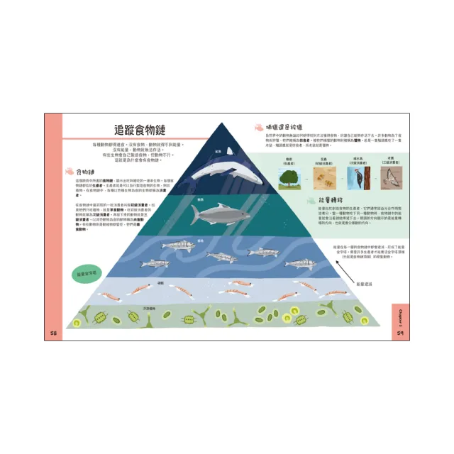 小學生的STEM科學研究室系列（共4冊）：數學篇、生物篇、物理篇、化學篇