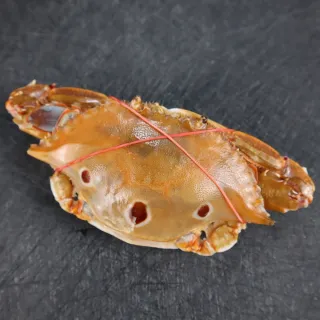 【三頓飯】活凍野生三點母蟹(2kg/約10-16隻)