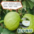 【光合果物】高雄特級燕巢珍珠芭樂 5斤裝(約7-8顆/箱)