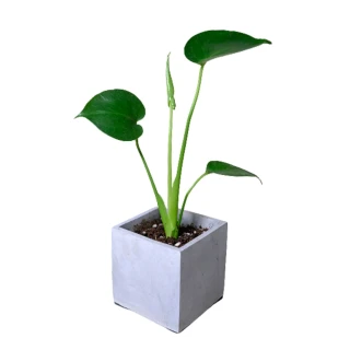 【原植】龜背芋(水泥盆植栽·淨化空氣·辦公室桌面盆栽·室內植物)