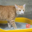 【家康貓砂】強力凝結天然礦貓砂6.5kg-3入/箱(礦砂)