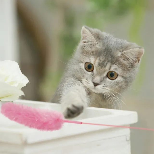 【PETO】日本製頂級蘆葦造型逗貓棒*3入 發聲玩具 貓咪玩具 貓玩具 寵物玩具(互動/解悶/自嗨)