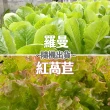 【合家歡 水耕蔬菜】綜合生菜包2kg袋裝(宅配 水耕 萵苣 生菜)