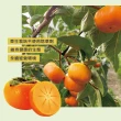 【初品果】達觀部落9A甜柿禮盒6顆x1盒(每顆350g+-10%_年節禮盒_產地直送)