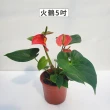 【Gardeners】火鶴 5吋觀葉-1入(室內植物/綠化植物/觀葉植物)