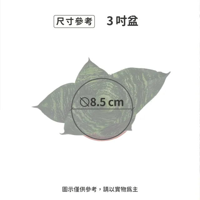 【Gardeners】青紋短葉虎尾蘭 3吋盆-1入(室內植物/綠化植物/觀葉植物)