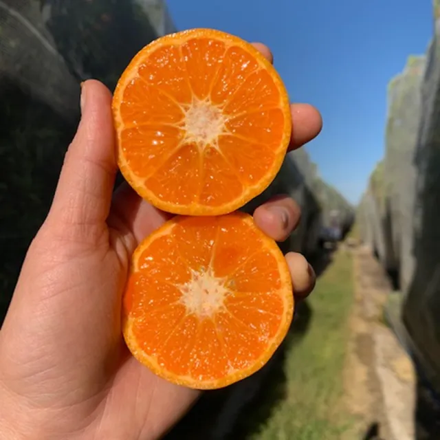 【FruitGo 馥果】美國砂糖橘2.2kg±10%x1盒(中禮盒_小橘子)