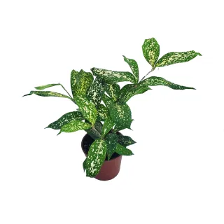 【Gardeners】星點木 3吋盆 -1入(室內植物/綠化植物/觀葉植物)