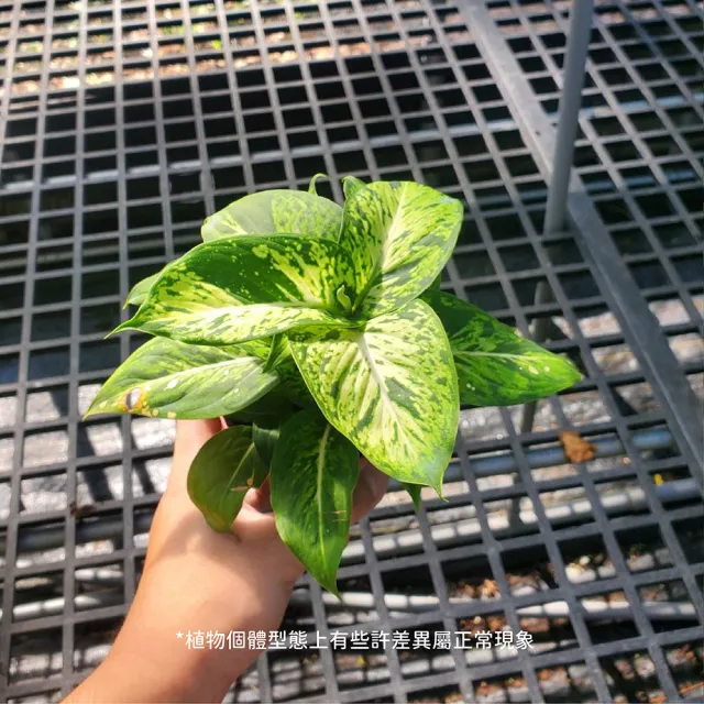 【Gardeners】星光燦爛黛粉葉 3吋盆 -1入(室內植物/綠化植物/觀葉植物)