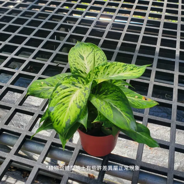 【Gardeners】星光燦爛黛粉葉 3吋盆 -1入(室內植物/綠化植物/觀葉植物)