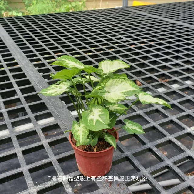 【Gardeners】綠精靈合果芋 3吋盆-1入(室內植物/綠化植物/觀葉植物)