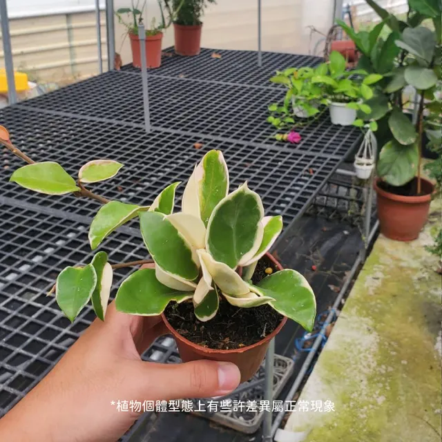 【Gardeners】毬蘭 3吋盆 -1入(室內植物/綠化植物/觀葉植物)