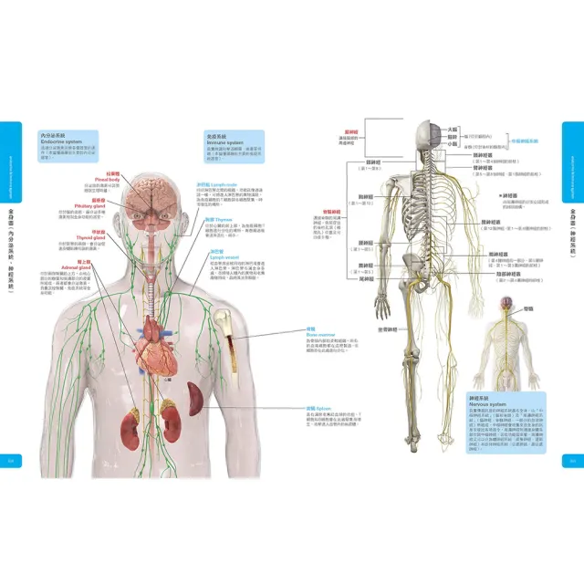 【momo組合套書-Galileo科學大圖鑑】人體＋肌肉大圖鑑