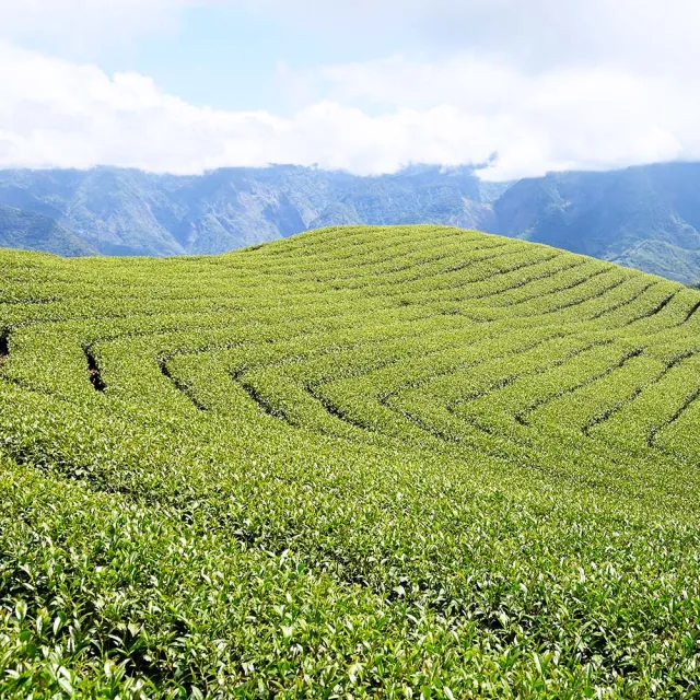 【方菩提】樟樹湖高山烏龍茶75gx4包(共0.5斤;冠軍產區; 春茶 阿里山 茶葉贈禮)