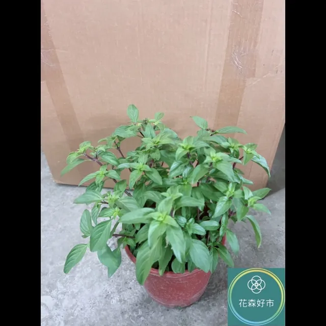 【花森好市】九層塔5-6吋(紅骨九層塔 植物 盆栽)