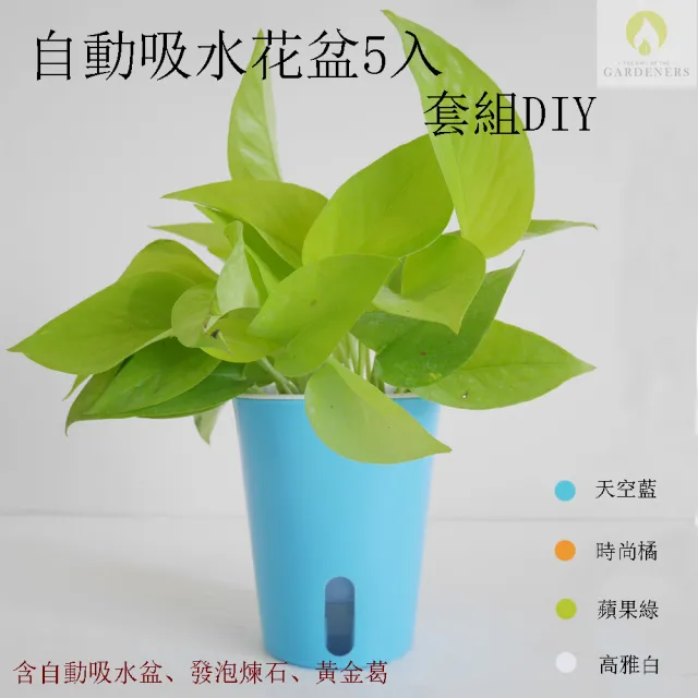 【Gardeners】自動吸水花盆5入套組diy(水耕盆/花盆/黃金葛)