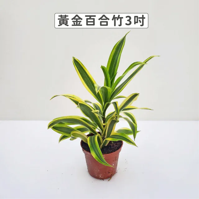 【Gardeners】黃金百合竹 3吋盆 -1入(室內植物/綠化植物/觀葉植物)