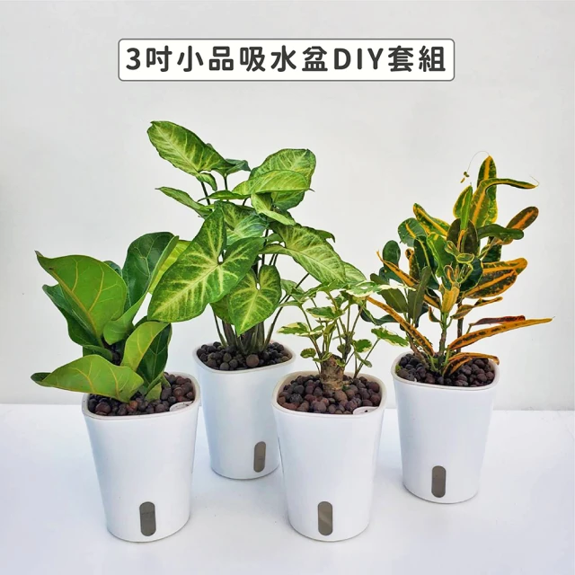 【Gardeners】植物3吋小品DIY組合2-自動吸水盆套組1入(室內植物/綠化植物/觀葉植物)