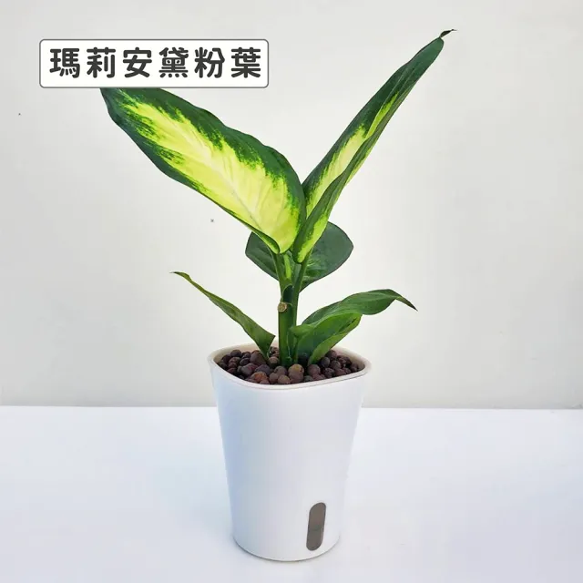 【Gardeners】植物3吋小品DIY組合2-自動吸水盆套組1入(室內植物/綠化植物/觀葉植物)