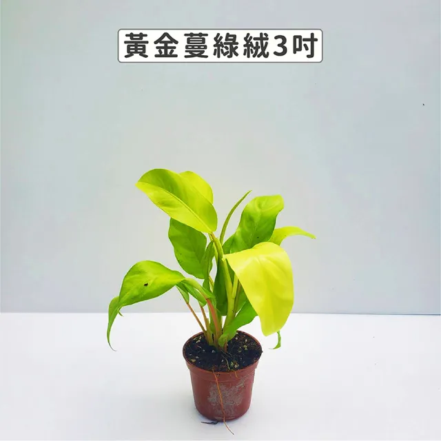 【Gardeners】三吋小品植物任選50元-1入(觀葉植物/室內植物/綠化植物)