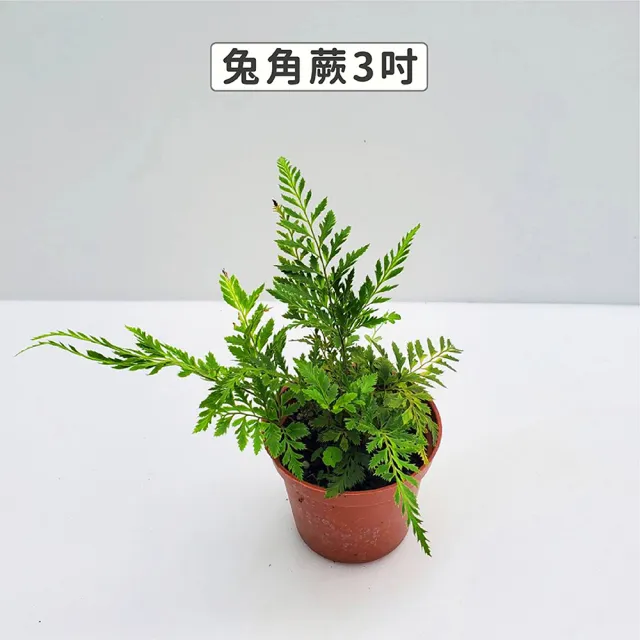 【Gardeners】三吋小品植物任選50元-1入(觀葉植物/室內植物/綠化植物)