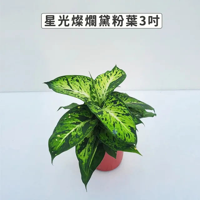 【Gardeners】三吋小品植物任選50元-1入(觀葉植物/室內植物/綠化植物)