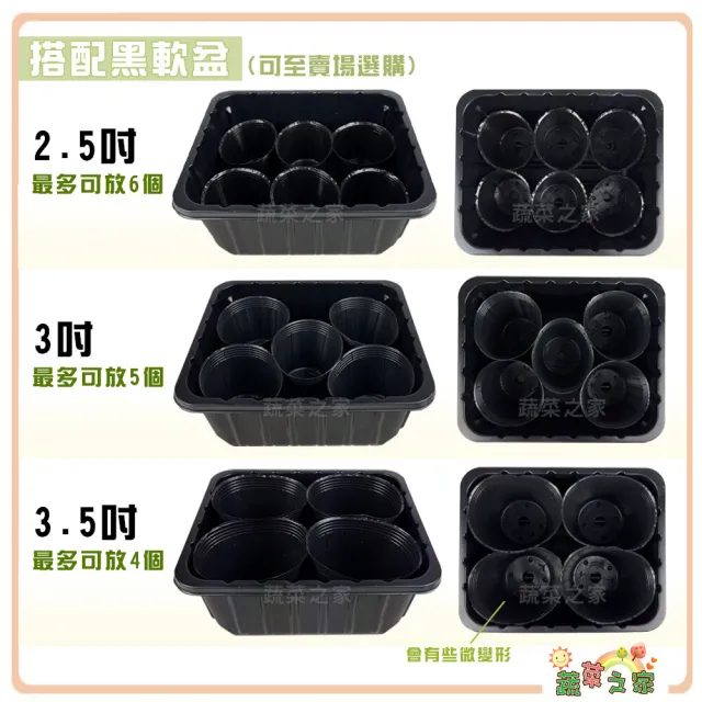 【蔬菜之家】小高育苗箱 蓋+底(芽菜箱、敷芽箱、發芽箱)
