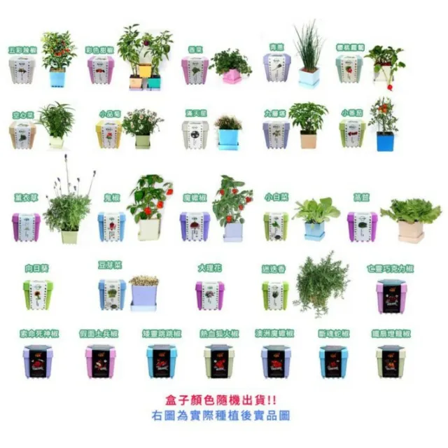 【蔬菜之家】iPlant小農場系列-向日葵(可任意組合盆栽)