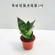 【Gardeners】三吋小品植物任選80元-1入(觀葉植物/室內植物/綠化植物)