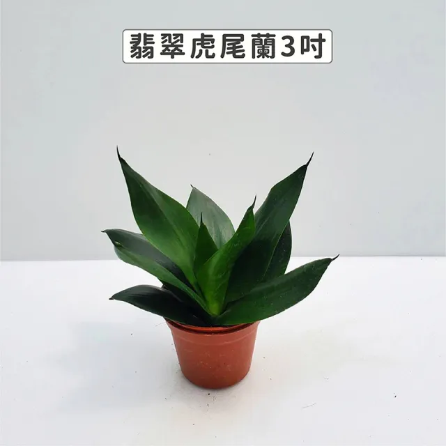 【Gardeners】三吋小品植物任選80元-1入(觀葉植物/室內植物/綠化植物)