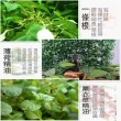 【CMK】金牌一條根天然植物精油貼布-涼20包(共120片 台灣製造)