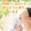 【P&G】日本季節限定款 盒裝洗衣球11入(柑橘馬鞭草/平行輸入)