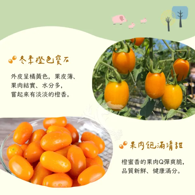 【禾鴻】橙蜜香小番茄禮盒5斤x3盒(不帶蒂頭出貨)