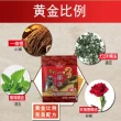 【金牌一條根】天然植物精油貼布-熱10包(共60片 台灣製造)