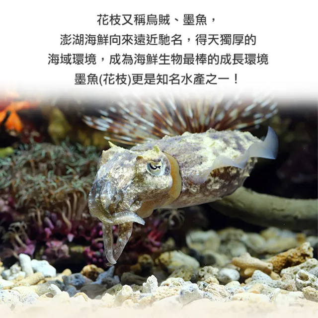 【享吃美味】正澎湖手工花枝丸8包(300g±10%約13顆/包 火鍋料/湯料/炸物/燒烤)